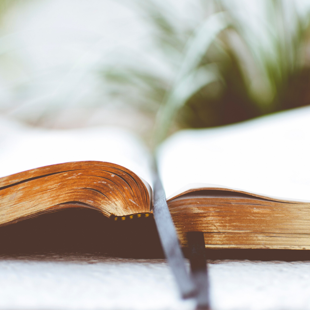 Open Bible With Greenery In The Background